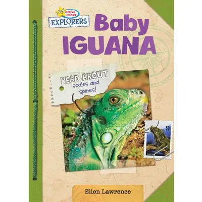 Iguana bebé - Baby Iguana