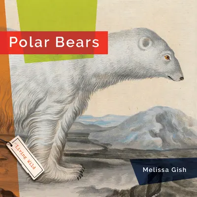 Osos polares - Polar Bears