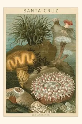 Diario Vintage Sea Anemones, Santa Cruz, California - Vintage Journal Sea Anemones, Santa Cruz, California