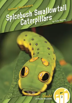 Orugas Spicebush Swallowtail - Spicebush Swallowtail Caterpillars