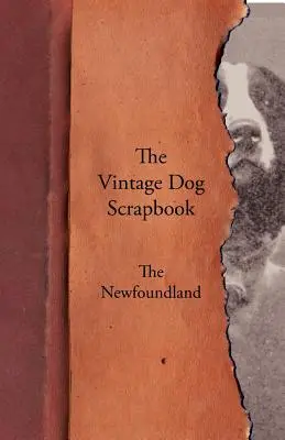 The Vintage Dog Scrapbook - El Terranova - The Vintage Dog Scrapbook - The Newfoundland