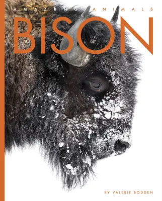 Bisonte - Bison