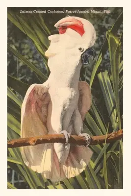 Diario Vintage Salmon-Crested Cockatoo, Florida - Vintage Journal Salmon-Crested Cockatoo, Florida