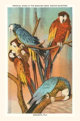 Diario Vintage Macaws, Sarasota, Florida - Vintage Journal Macaws, Sarasota, Florida