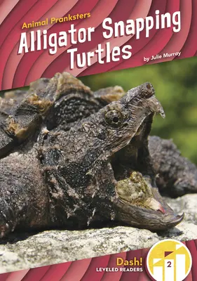 Tortugas caimán - Alligator Snapping Turtles