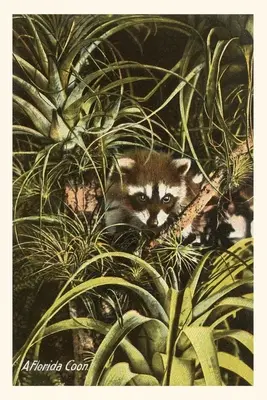Diario Vintage Un mapache de Florida, Piñas - Vintage Journal A Florida Coon, Pineapples