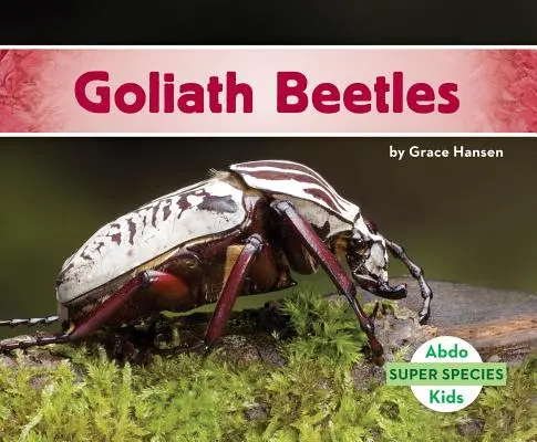 Escarabajos Goliat - Goliath Beetles