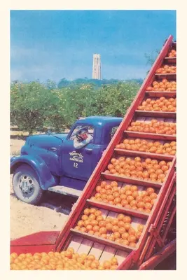 Diario Vintage Sorting Oranges in Orchard, Florida - Vintage Journal Sorting Oranges in Orchard, Florida