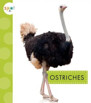 Avestruces - Ostriches