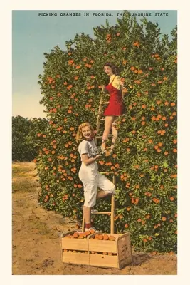 Diario Vintage Mujeres recogiendo naranjas, Florida - Vintage Journal Women Picking Oranges, Florida
