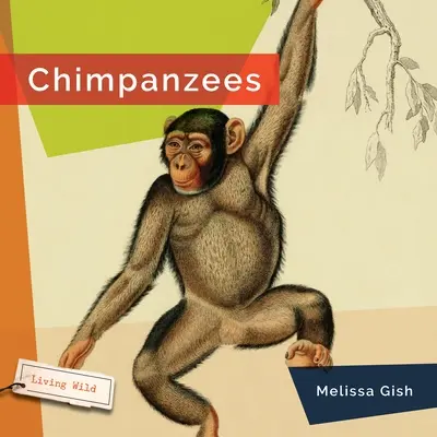 Chimpancés - Chimpanzees