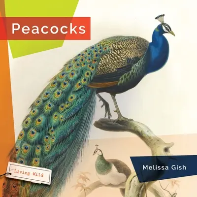 Pavos reales - Peacocks