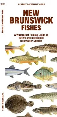 Peces de Nuevo Brunswick: A Waterproof Folding Guide to Native and Introduced Freshwater Species (Guía plegable impermeable de especies de agua dulce autóctonas e introducidas) - New Brunswick Fishes: A Waterproof Folding Guide to Native and Introduced Freshwater Species