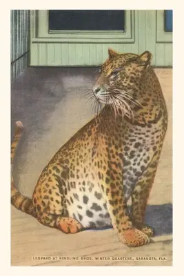Diario Vintage Leopardo, Sarasota, Florida - Vintage Journal Leopard, Sarasota, Florida
