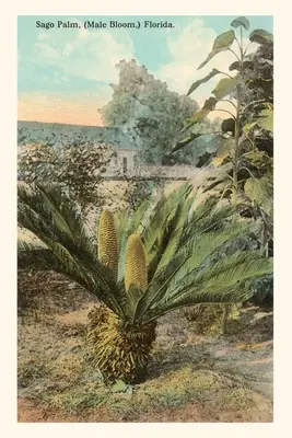 Diario Vintage Cycad, Sago Palm, Florida - Vintage Journal Cycad, Sago Palm, Florida
