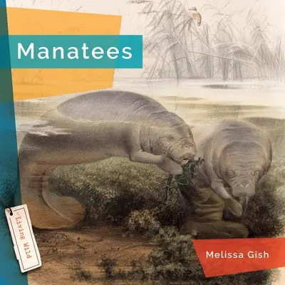 Manatíes - Manatees