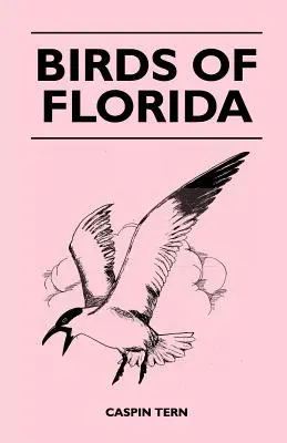 Aves de Florida - Birds of Florida