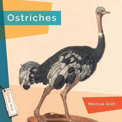 Avestruces - Ostriches