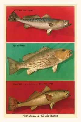 Diario de la vendimia Pez nativo de las aguas de Florida - Vintage Journal Fish Native to Florida Waters