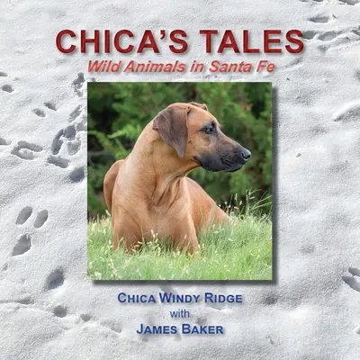 Chica's Tales, Animales Salvajes en Santa Fe - Chica's Tales, Wild Animals in Santa Fe