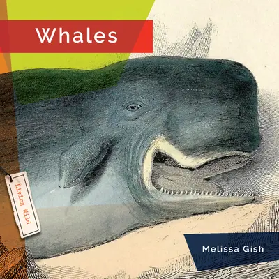 Ballenas - Whales