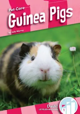 Cerdos de Guinea - Guinea Pigs