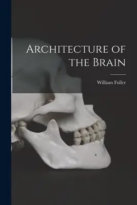 Arquitectura del cerebro - Architecture of the Brain