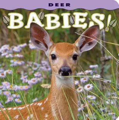 Bebés ciervos - Deer Babies!