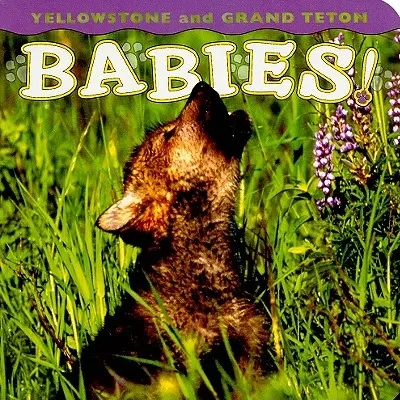 Bebés de Yellowstone y Grand Teton - Yellowstone and Grand Teton Babies!
