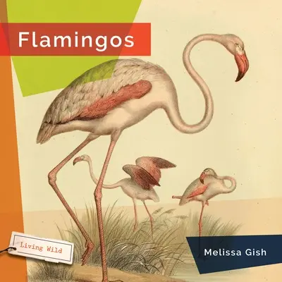 Flamencos - Flamingos