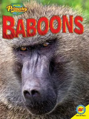 Babuinos - Baboons