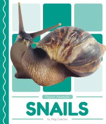 Caracoles - Snails