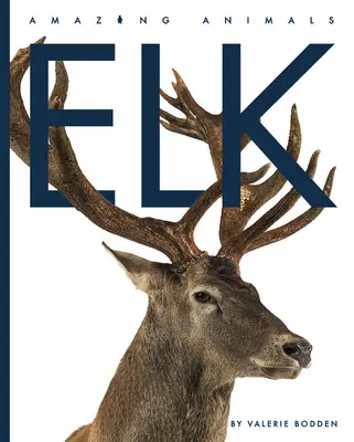 Alce - Elk