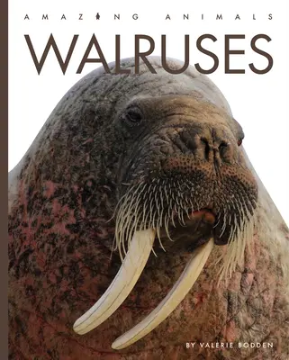 Morsas - Walruses